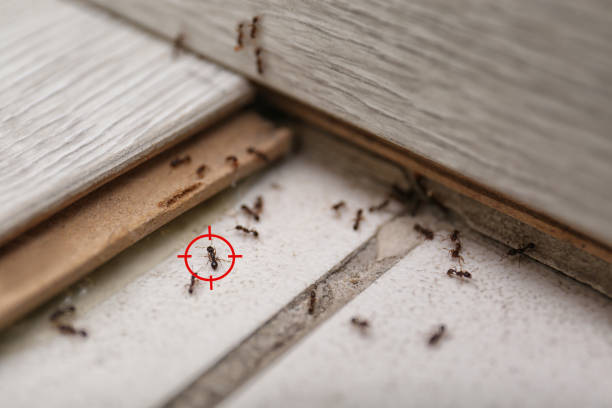 Best Bed Bug Extermination  in Valley Falls, SC