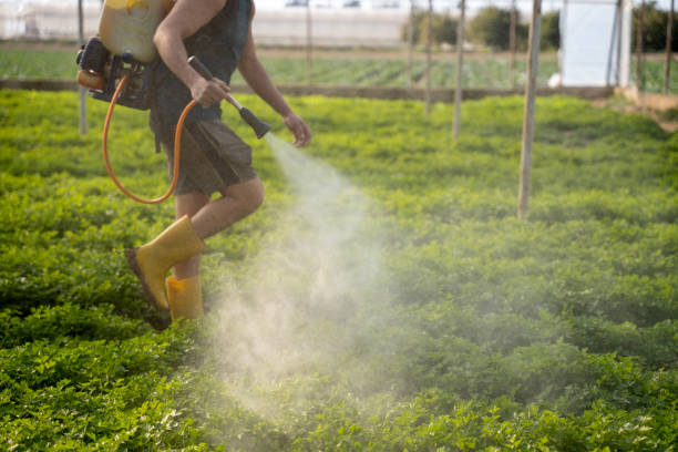 Best Pest Control for Homes  in Valley Falls, SC