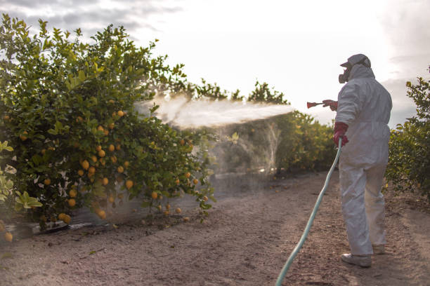 Best Local Pest Control Services  in Valley Falls, SC