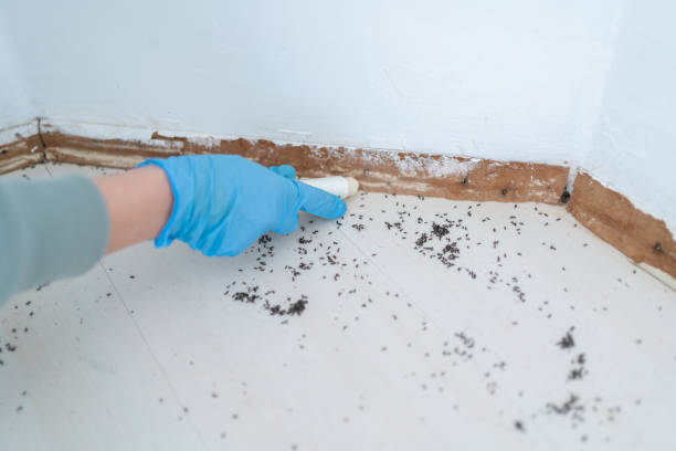 Best Ant Control Services  in Valley Falls, SC